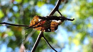 Capital Naturalist: Marbled Orbweaver