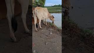 Cow sound #cute #funny #animalsounds #crazycow