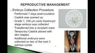 Mating Induced Endometritis   Clinical Cases in Equine Reproduction Vol 1 Case #4