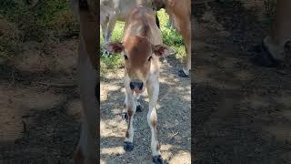 Funny cow, cow village #shorts #cowvideos #animals #pedet