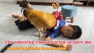 Roosters are so sentimental! How did the rooster react when I fainted? Funny and cute animal videos
