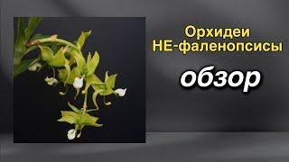 Orchid_rus - магазин орхидейных редкостей!