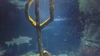 Shark Dive at the Long Island Aquarium