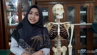 SISTEM GERAK PASIF TULANG/ RANGKA TUBUH BIOLOGI KELAS XI (TULANG DAN SENDI)