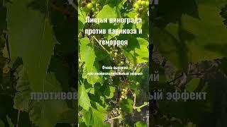 Листья винограда лечат варикоз, геморрой, воспаления#варикоз #геморрой #лекарственныетравы #виноград