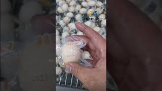 Teach You How to Produce Soft Boiled Egg from Automatic Egg Cooking Machine