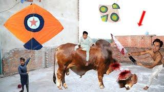 Kite & Bail Ziba Kr Diya | Eid Mubarak