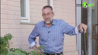 Die richtige Pflege von Tomaten - Gartentipps von Volker Kugel - www.grünzeug.tv