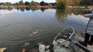 Burst of MAD Trout Action at Oak Grove Park!