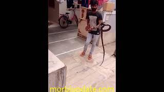 cobra snake in morbi (morbi update)