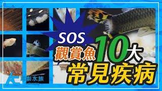 觀賞魚10種最常見的疾病（高畫質影片紀錄+解析）Ten common fish diseases of ornamental fish｜養魚人森｜AC草影水族