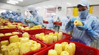 How it made Dried Fruit and Fruit Snack - Durian,Strawberry,Pineapple Chips Processing in factory