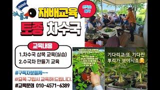 [현장교육]2024년 차수국 삽목 및 재배교육 진행합니다 #행복한나무농장 #automobile #gardening #garden #토종차수국 #건강차 #변비 #기관지염 #혈관건강