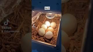 Day 19 of hatching eggs in incubator at home #shorts #chicken