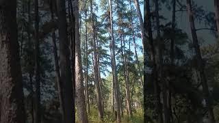 pine forest Daringbadi odisha#trending shorts #shortsvideo #subscribe