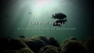 Lake Malawi