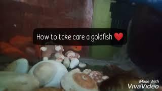 How to take care a goldfish for beginner?