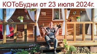 Идеальный мужчина - что это такое ️ или КОТоБудни от 23 июля 2024 г.