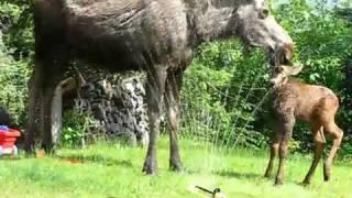 Twin baby moose in sprinkler