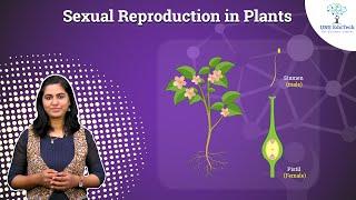 Sexual Reproduction in Plants I Plants I UNS Edutech