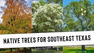 Trees for the Upper Gulf Coast and Southeast Texas