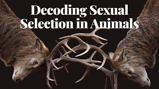 Decoding Sexual Selection | Insights into Animal Mating Strategies