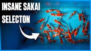 Sakai Fish Farm - My Most Expensive Tosai Batch Ever!