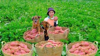 Harvesting Sweet Potatoes Goes To Market Sell - Prepare Dishes From Sweet Potatoes  | Tieu Lien