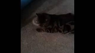 Coaster Kitty