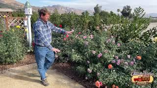 Hybrid Tea vs. Floribunda vs. Grandiflora