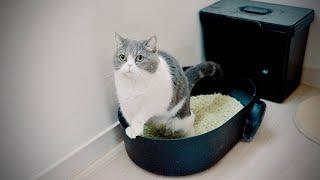 [cat vlog] A Cat that Uses Cat Litter Standing Up... and That's When It All Started