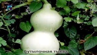 Бутылочная тыква