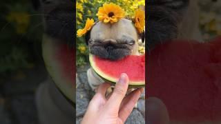 Precious Pug with Flower Crown eats Watermelon (ASMR)  #pug #dog #asmr #cute