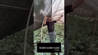 My secret to profitable farming is my jugaad polyhouse