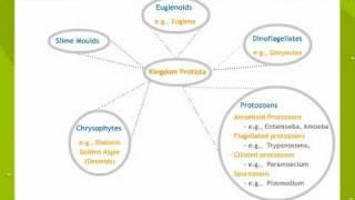 Biological classification