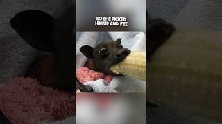 This bat eating a banana is too adorable ️