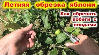 ЛЕТНЯЯ ОБРЕЗКА ЯБЛОНИ  с урожаем