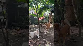 VISIT SA FUTURE PLAYGROUND NILA  #lifewithdogs #dogslife #pets