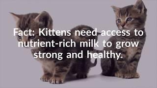 Rescue Milk for Kittens - Kitten Milk Replacement Formula