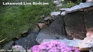 Friday Live Bird Fountain Camera