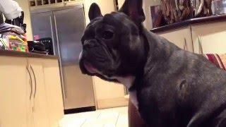 10 Month Cute 'Blue Brindle' French Bulldog