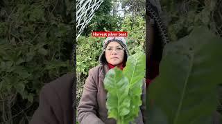 Harvesting silver beet .Taranaki, New Zealand.#gardeninglife# #vegetablelovers#