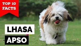 Lhasa Apso - Top 10 Facts