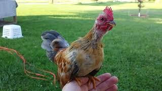 Bantam Rooster Crowing Compilation  Mini Rooster Crow Sounds 