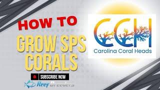 How To Grow SPS Corals Like A Pro - Carolina Coral Heads