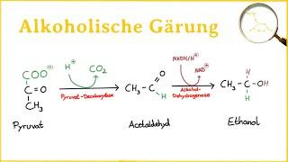 Die alkoholische Gärung