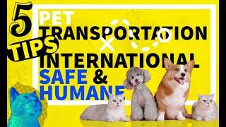 5 International Pet Relocation Tips | Safe and Humane Pet Transportation