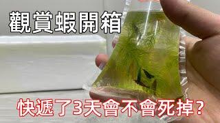 水族開箱，26.7RMB買了11只觀賞蝦，快遞了3天會不會死掉？