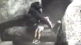 Gorilla Carries 3-Year-Old Boy to Safety in 1996 Incident