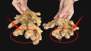 Avoid These 5 Types of Ginger! Even Farmers Won't Eat Them!